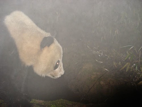 Giant Panda