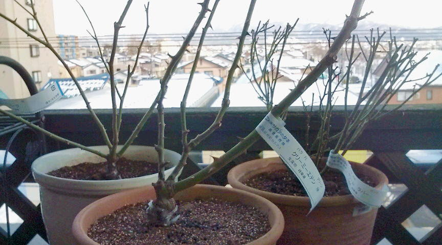 バラの大苗の植え付け 山梨 山梨で建物をよりすてきに生かした外周り