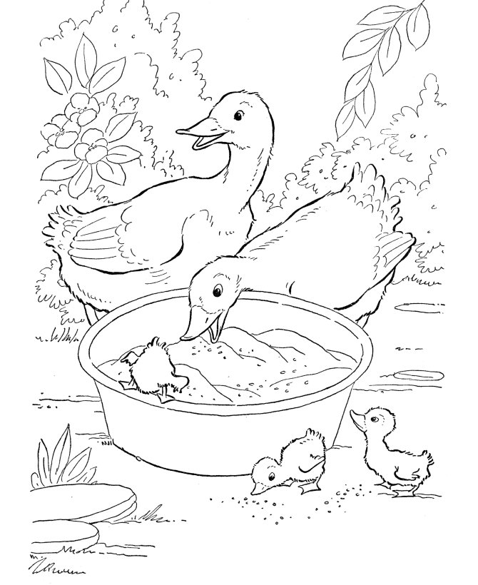Download Free Printable Duck Coloring Pages For Kids