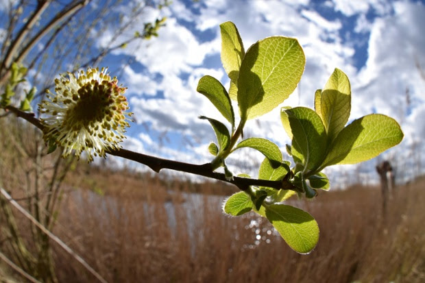 Green shoots : Barn elms catkin by Dave Roberts 