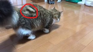 長毛種の猫の毛玉には要注意 ひのきダディのジムニーライフ