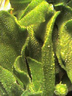 得体の知れない野菜を食べる 教授のおすすめ セレクトショップ 楽天ブログ