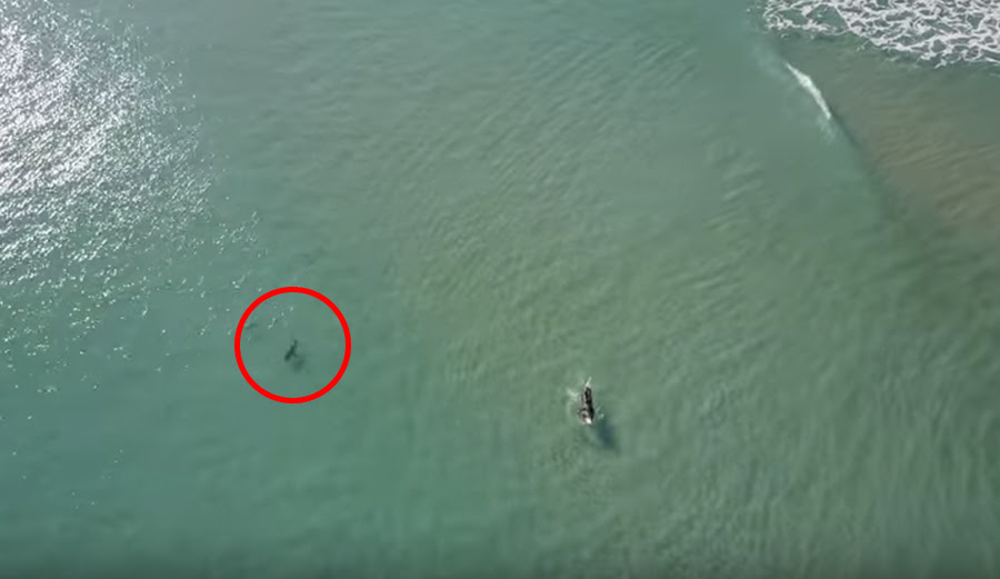 Beautiful Shot Of Sharks Surfers Coexisting The Inertia