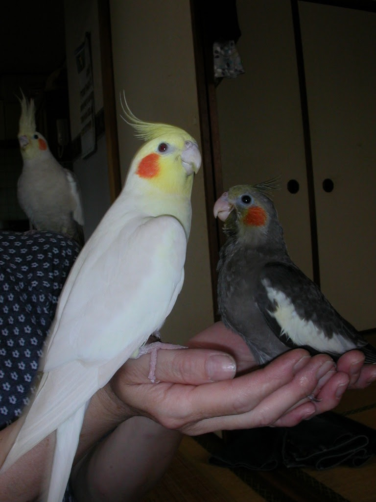 やわらか鳥さん ４年前のオカメたち だんだん大人に