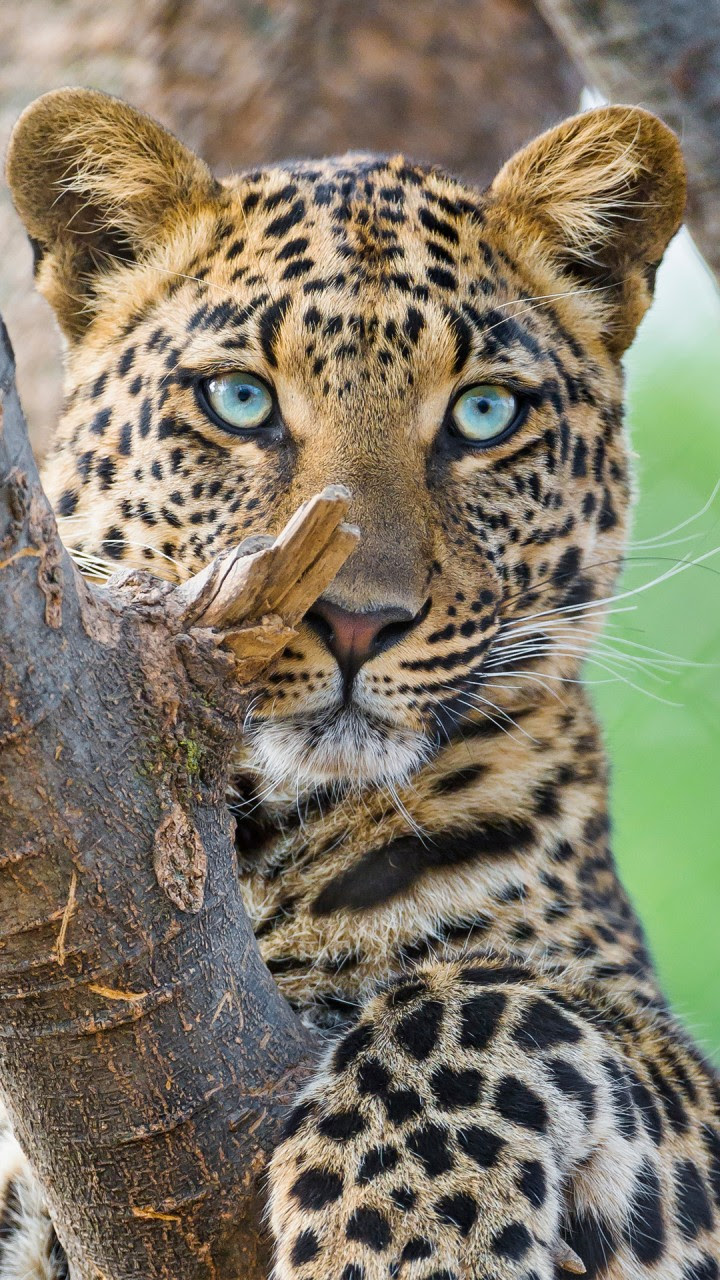 Beautiful Leopard Wallpapers | HD Wallpapers | ID #18265