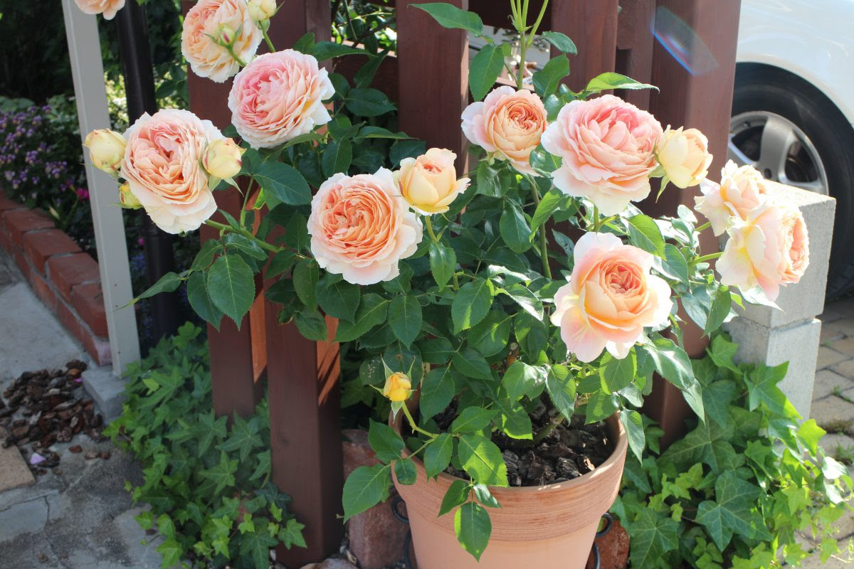 初めてのバラは秋が最適 鉢で楽しむメリット ローズノート