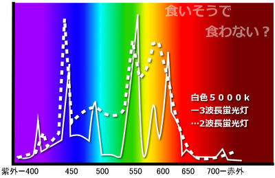 メタハラは水草水槽向き スポットもあるよ 食いそうで食わない