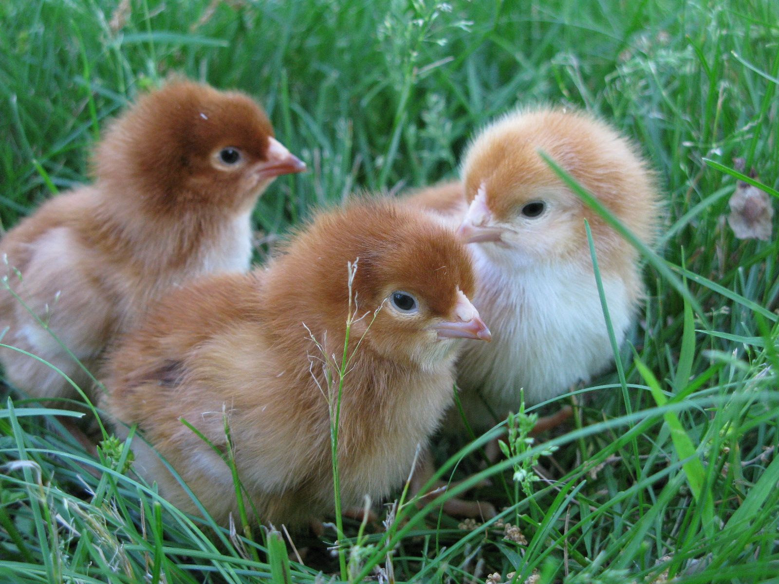 Rhode Island Red chicks | Chickens,Ducks,Geese + | Pinterest
