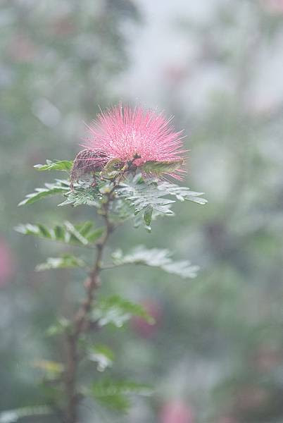 DSCF5987