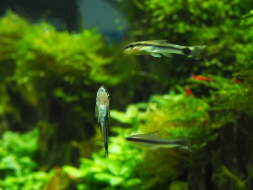 オトシンクルスは水カビや油膜も食べてくれる 熱帯魚 淡水魚 海水魚の図鑑