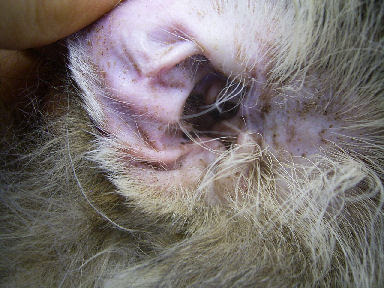 猫の耳ダニ症 セカンドオピニオンのケース 川崎市多摩区 オダガワ動物病院