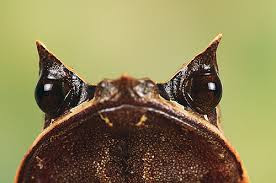 www.AstroDigi.com