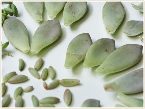 葉挿し 挿し木 株分けどれがいい 種類別多肉植物の増やし方 Lettre Du Nature