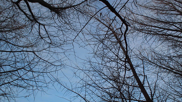 Yoyoji Park