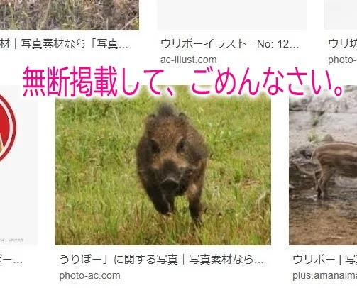 ビミョ な 宝 たから 徳之島 自然日誌