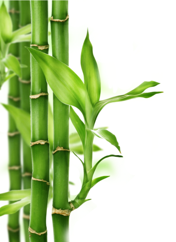 Descarga gratuita de im genes PNG de bamb Descarga gratuita de im genes PNG de bamb