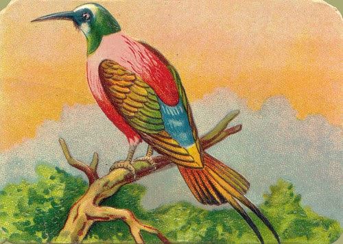 oiseauchromos 10