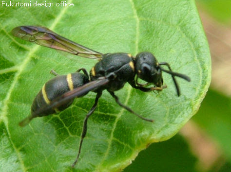福光村昆虫記 ハチ