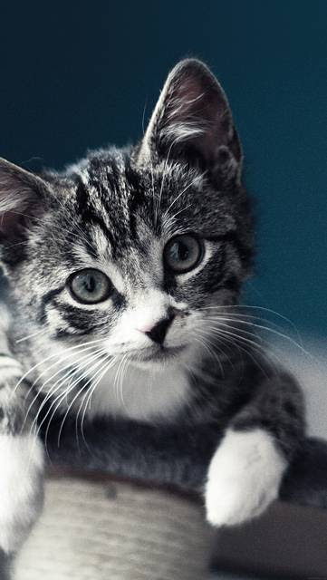 最も選択された 待ち受け 可愛い 猫 画像 壁紙