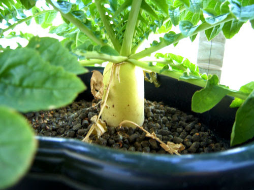 ダイコン栽培 育て方1 おもしろ野菜