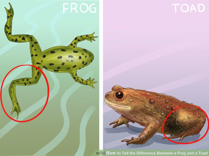 Tell the Difference Between a Frog and a Toad Step 1 Version 3.jpg