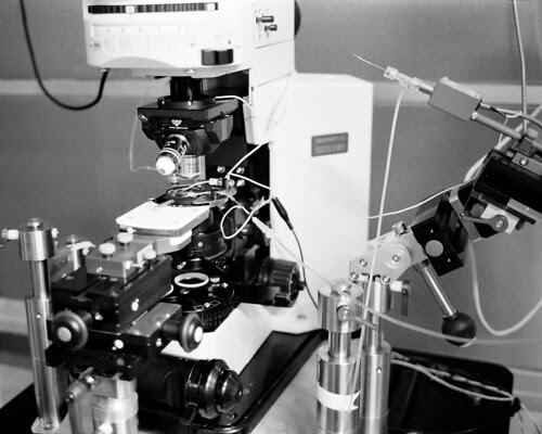 Patch Clamp