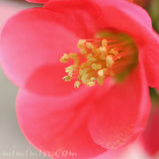 ボケ 木瓜 の花言葉 誕生花 源平咲分けのボケの花の写真 みみみんブログ