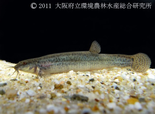 ドジョウ 淡水魚図鑑 在来種 図鑑 大阪府立環境農林水産総合研究所