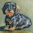 Longhair Dachsund