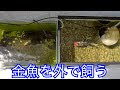 [最も共有された！ √] 金魚 外飼い エアレーション 153564