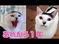 [最も共有された！ √] 保護 猫 なつか ない 128393-保護猫 懐かない猫