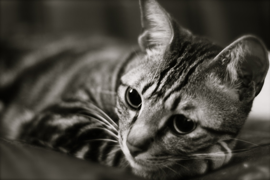 猫の壁紙 ２ Wallpaper Pad 壁紙まとめサイト