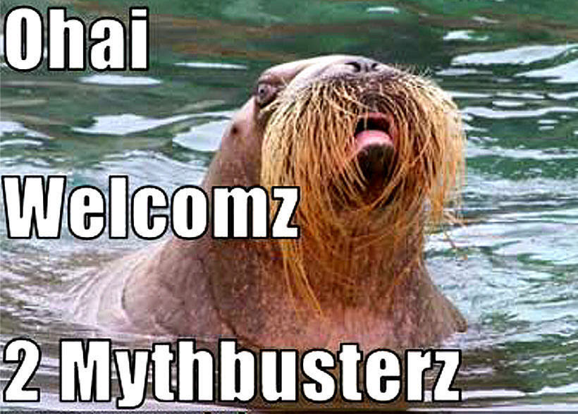 walrus funny  Animal Humor Photo 20188564  Fanpop