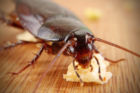roach1.png