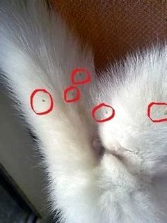 养猫小白怎么判断猫要不要驱虫 波奇网百科大全