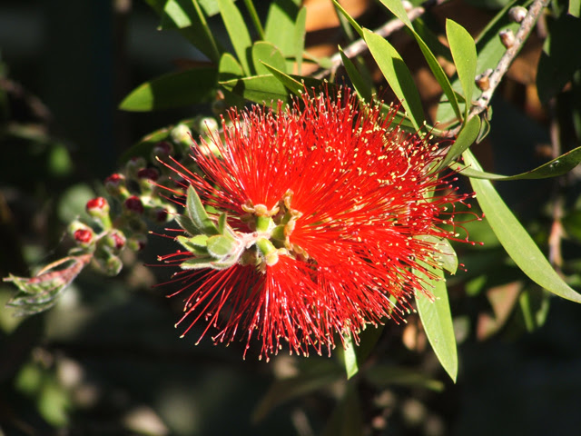 Bottlebrush