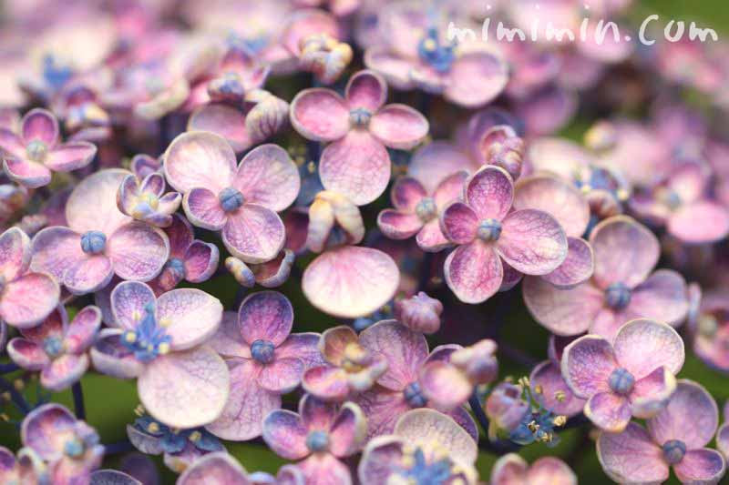 ウズアジサイ オタフクアジサイ の花の写真 名前の由来 みみみんブログ