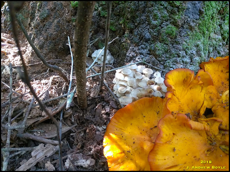 Fungus Fungus