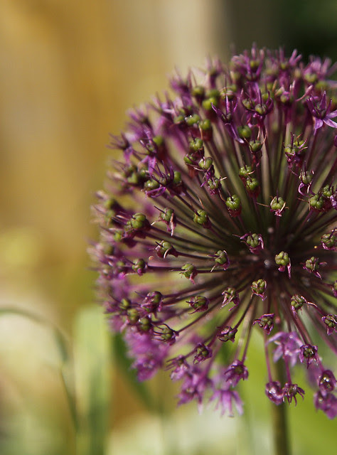 globe flower