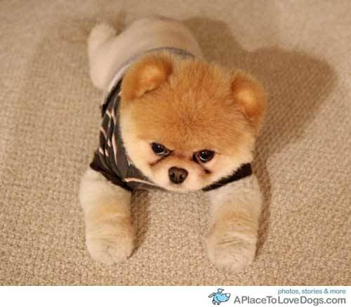 cutest puppy ever. zommggsshhh. cutest puppy ever