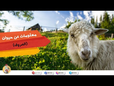 صورة