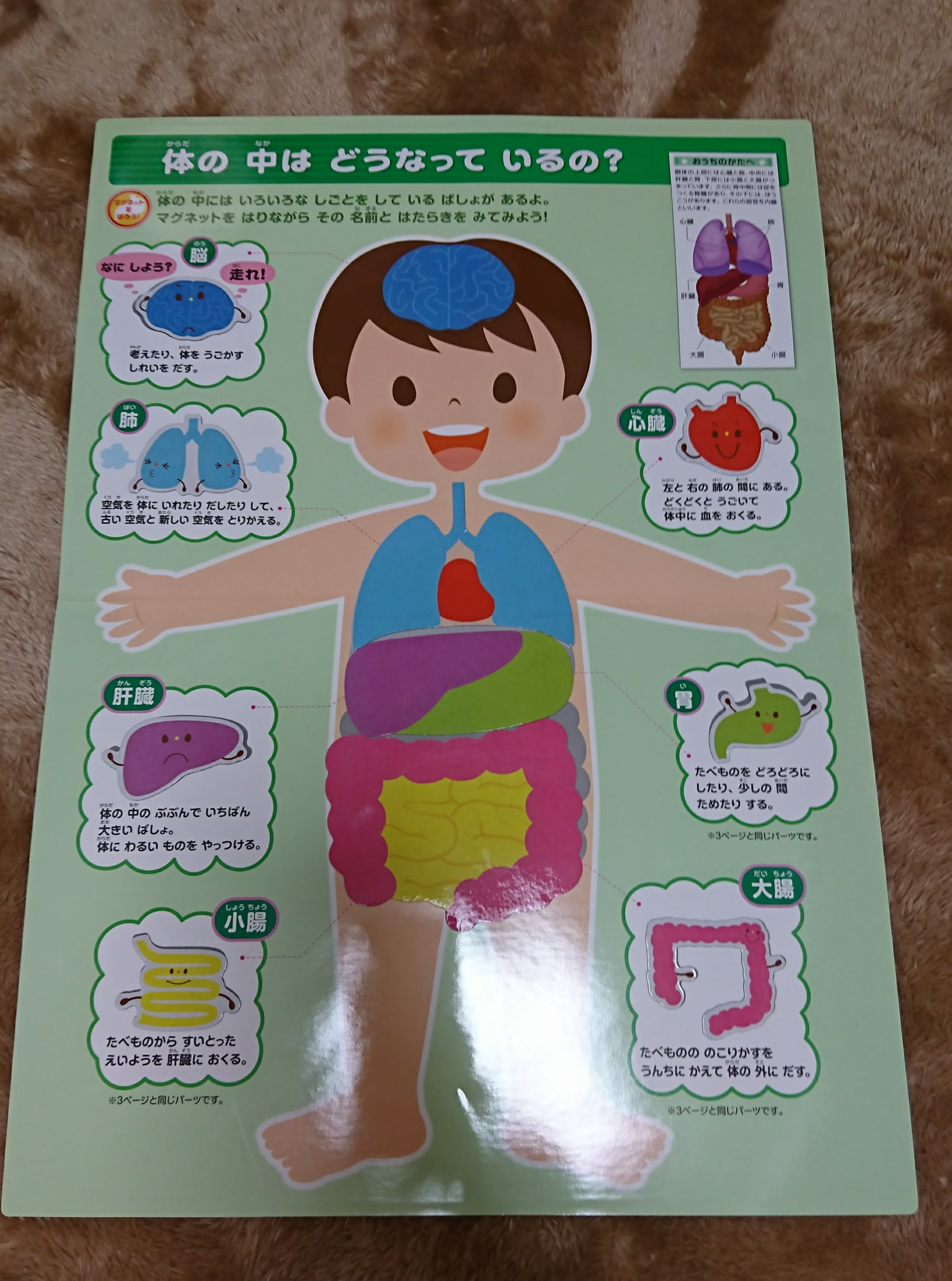 ３歳 おすすめの絵本 体のしくみ マグネットタイプ 子育てママ 新人ママのための情報