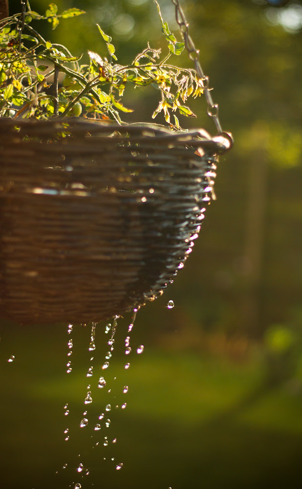 Hanging basket...