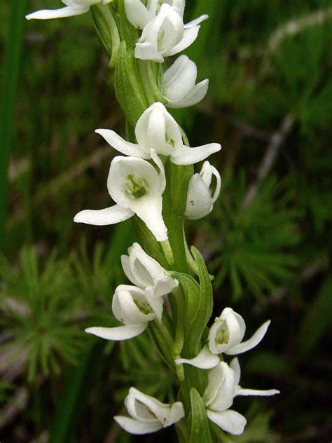 I&aposve been growing vegetables for over 50 years now. Platanthera dilatata (Tall White Bog Orchid): Minnesota