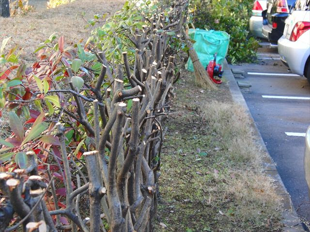 生垣の剪定 Urban Green 稲毛高浜北団地の緑