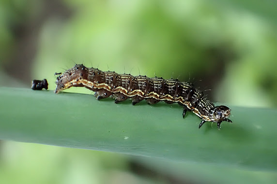 恥ずかしがるオオタバコガの幼虫 ぁぃの飼育ブログ