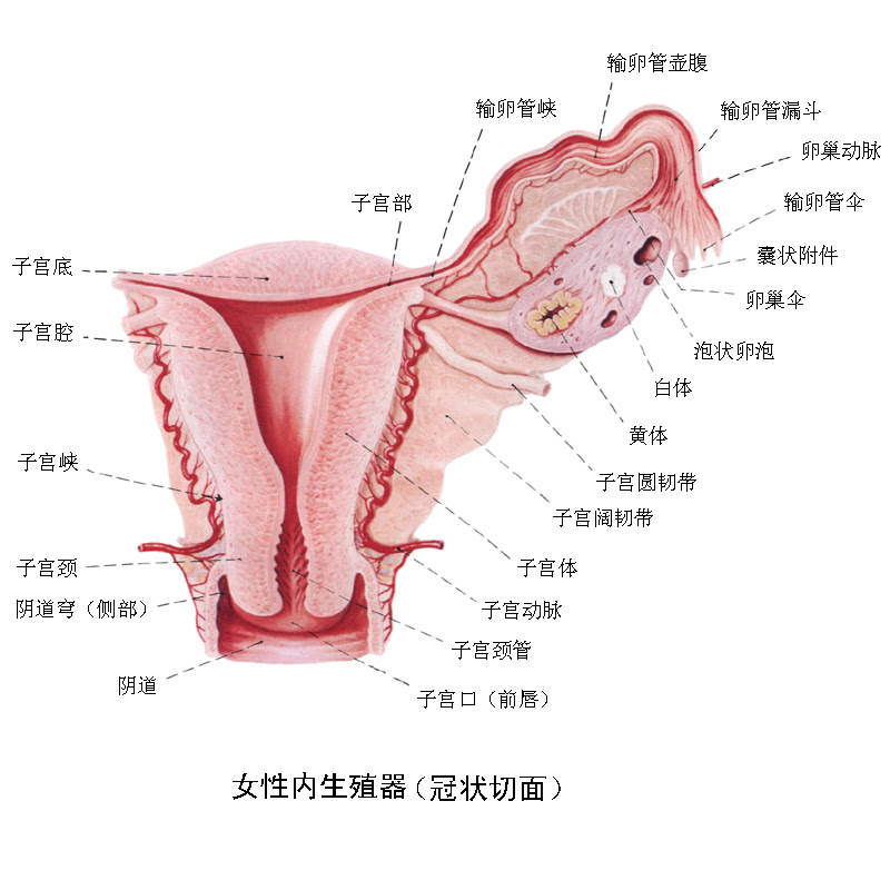 知道为什么女人比男人寿命长吗 就因为子宫