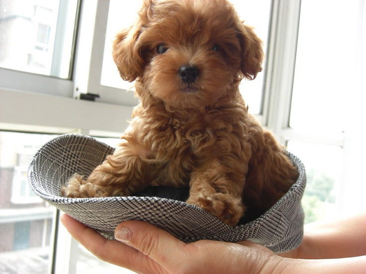 Top 10 Cutest Small Dog Breeds - Top Inspired