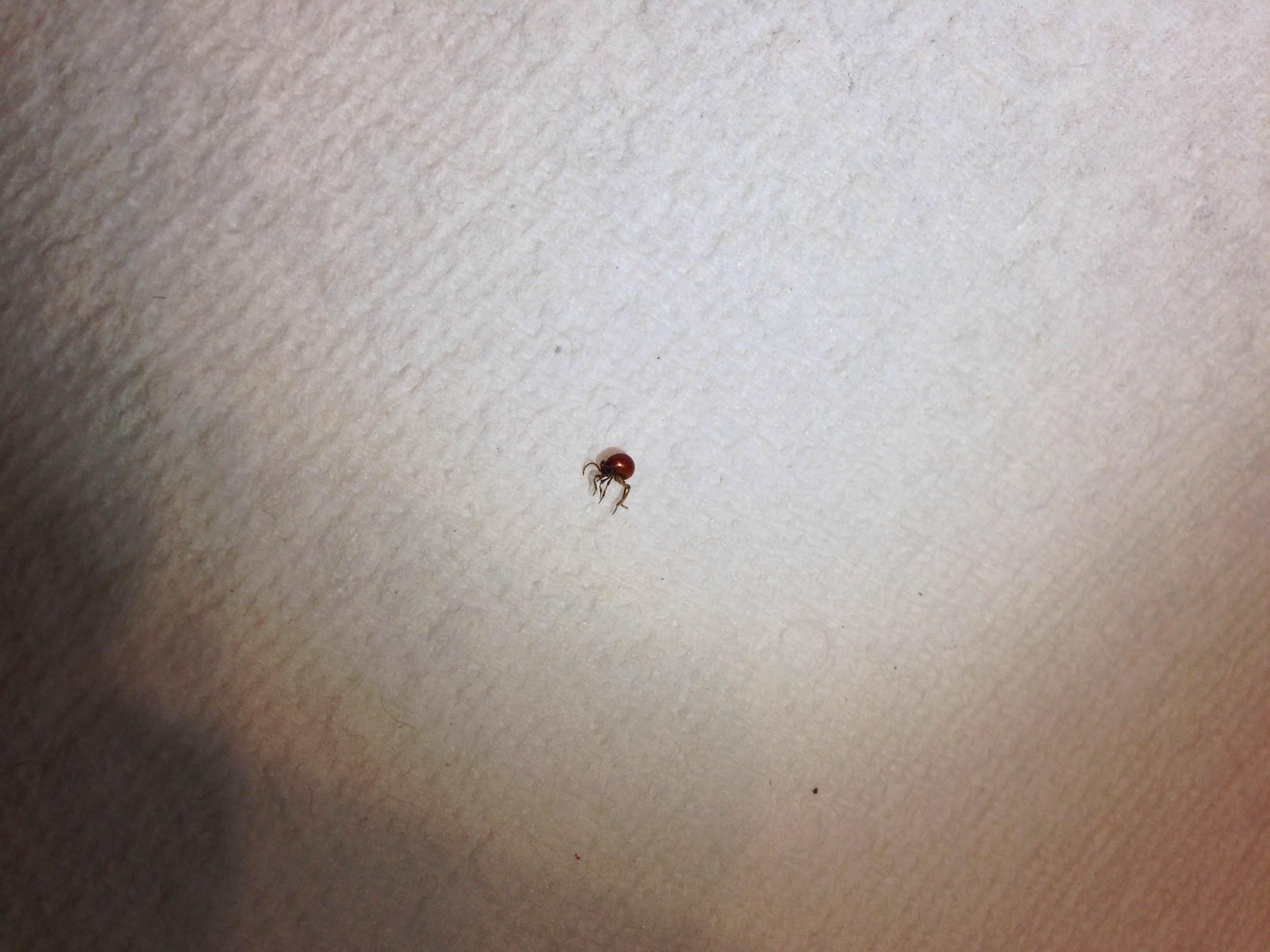 Bug Skin ID Please Â« Got Bed Bugs? Bedbugger Forums