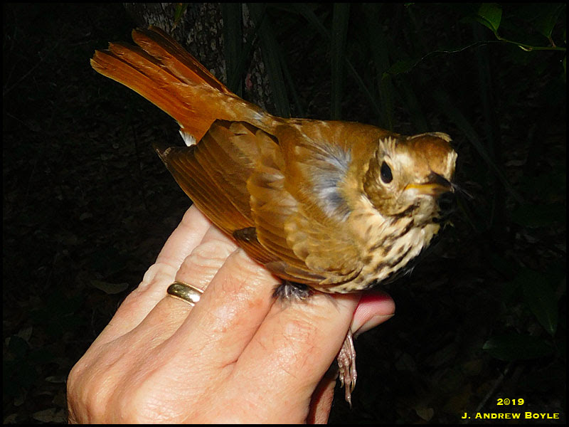 Hermit Thrush